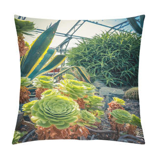 Personality  Exotic Plants, Cactuses And Succulents In The Old, Glass Greenhouse  Pillow Covers