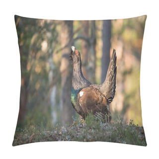 Personality  The Western Capercaillie Tetrao Urogallus Also Known As The Wood Grouse Heather Cock Or Just Capercaillie In The Forest Is Showing Off During Their Lekking Season They Are In The Typical Habita Pillow Covers