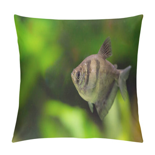 Personality  Gymnocorymbus Ternetzi. Tropische Fische Schwimmen Im Aquarium, The Best Photo Pillow Covers