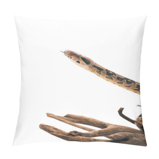 Personality  Selective Focus Of Python With Sticking Out Tongue On Wooden Snag Isolated On White Pillow Covers