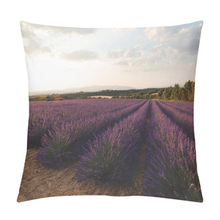 Personality Blooming Purple Lavender Flowers On Cultivated Field In Provence, France  Pillow Covers