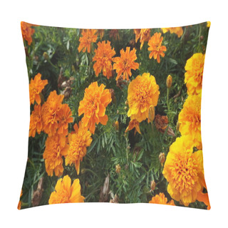 Personality  Marigold Flowers With Green Leaves In Bright Sunlight Pillow Covers