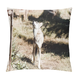 Personality  Dangerous Wolf Walking On Grass In Zoo Pillow Covers