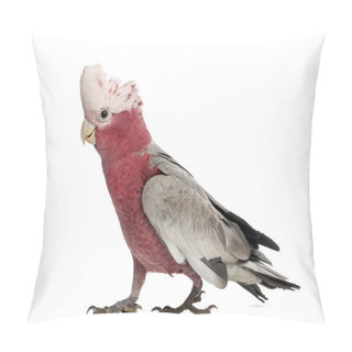 Personality  Rose-breasted Cockatoo (2 Years Old) Isolated On White Pillow Covers
