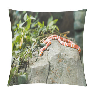 Personality  Orange And White Milk Snake Lying On Rock In Jungle Pillow Covers