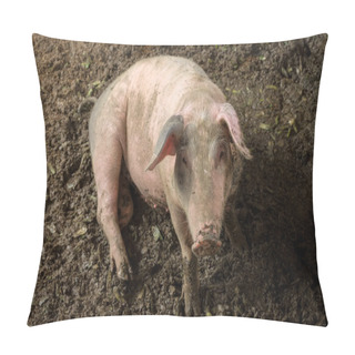 Personality  Pigs In Farm Pillow Covers