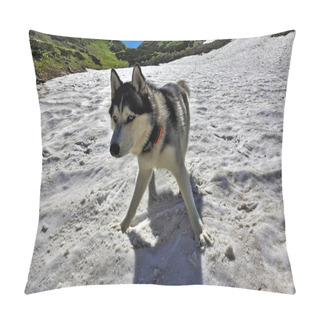 Personality  A Beautiful Husky Dog Plays In Alpine Meadows. Summer Sunny Day. The Mountains Are Covered With Flowering Plants, Green Grass. On An Island Of Melted Snow There Is A Husky With Blue Eyes And Black And White Fluffy Shiny Fur. Happiness And Joy. Pillow Covers