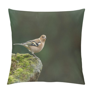 Personality  Chaffinch  Bird  On Nature Pillow Covers