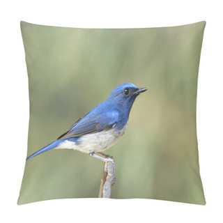 Personality  Beautiful Blue Bird With Sharp Feathers And Big Eye Firmly Perching On Thin Tree Twig Over Bright Green To Yellow Background, Hainan Blue Flycatcher Pillow Covers