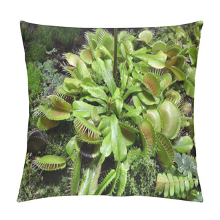 Personality  Venus Fly Trap Flowers - Carnivorous Plants Growing In Soil In Botanical Garden - Dionaea Muscipula Pillow Covers