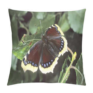 Personality  Close Up Of Mourning Cloak (Nymphalis Antiopa) Pillow Covers