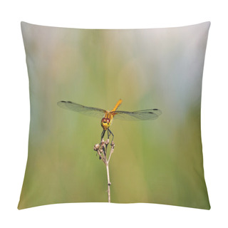 Personality  Ruddy Darter Dragonfly On Mild Greenish Background, Pillow Covers