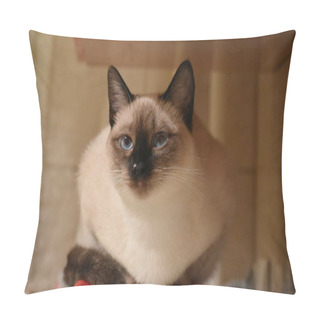Personality  Portrait Of Siamese Cat Sitting On The Shelf Pillow Covers