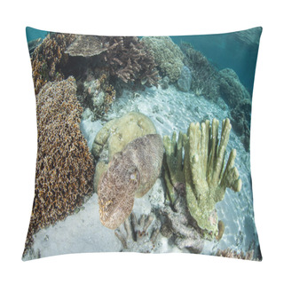 Personality  Large Cuttlefish Change It's Color Pattern To Camouflage Itself On A Reef Pillow Covers