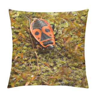 Personality  Common Fire Bug In Moss Grass, Pyrrhocoris Apterus  Pillow Covers