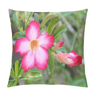 Personality  Tropical Flower Pink Adenium. Pillow Covers