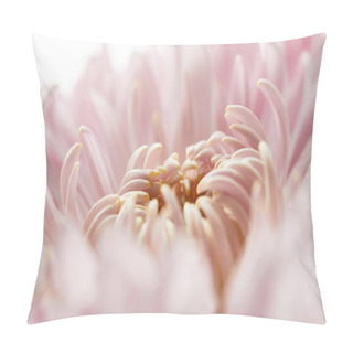 Personality  Close Up View Of Pink Chrysanthemum Isolated On White Pillow Covers