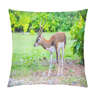 Personality  Antelope Blackbuck Portait Pillow Covers