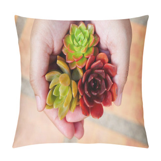 Personality  Top View Cute Colorful Succulent Plant In Woman Hands Pillow Covers