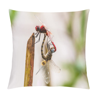 Personality  Closeup Of Two Dragonflies Mating Pillow Covers