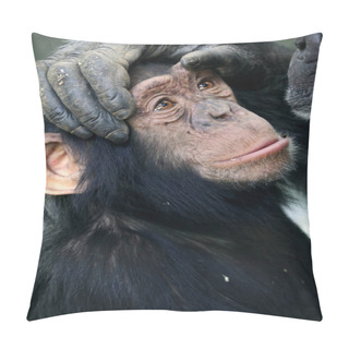 Personality  Chimpanzee On Parent Paws Pillow Covers