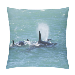 Personality  Orca Family, Patagonia Argentina Pillow Covers