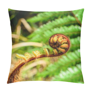 Personality  Curled  Young Leaf Of Fern. Close-up Pillow Covers