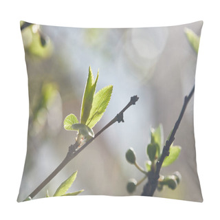 Personality  Selective Focus Of Tree Branches With Green Leaves In Sunshine On Blurred Background Pillow Covers