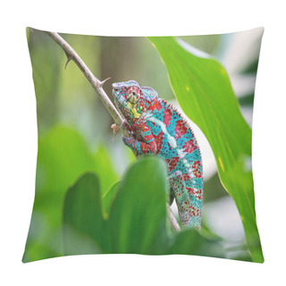 Personality  Panther Chameleon - Furcifer Pardalis, Madagascar. Beautiful Lizard From Madagascar Rainforest, Endemic Colorful. Pillow Covers