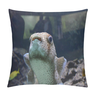 Personality  Tropical Fish In Aquarium, Berlin Pillow Covers
