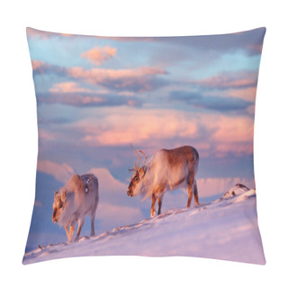 Personality  Caribou In Snow. Wild Reindeer In Snow, Svalbard, Norway. Deer On Rocky Mountain In Snowy Habitat. Wildlife Scene From Nature. Animal Above The Sea. Arctic Ocean, Winter Condition. Pillow Covers