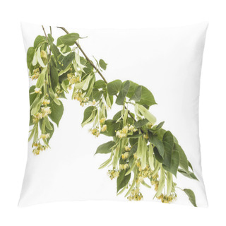 Personality  Flowers And Leaves Of Linden, Isolated On White Background Pillow Covers