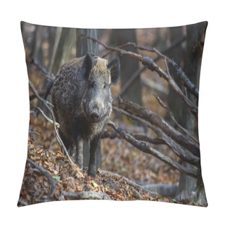 Personality  Male Wild Boar In Autumn Forest. Wildlife Scene From Nature Pillow Covers