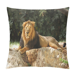 Personality  Lion In Safari. Pillow Covers