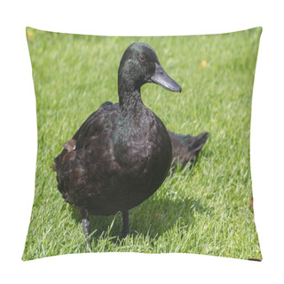 Personality  A Beautiful Black Duck Is Sitting On The Green Grass In A Sunny Day Pillow Covers