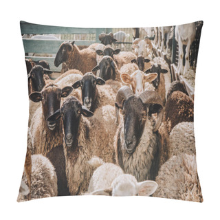 Personality  Selective Focus Of Herd Of Adorable Brown Sheep Grazing In Corral At Farm Pillow Covers