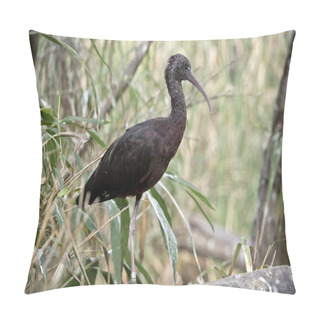 Personality  This Is A Sde View Of A Glossy Ibis Standing On One Leg Pillow Covers
