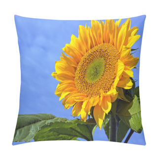 Personality  Sun Flower Against A Blue Sky. Pillow Covers