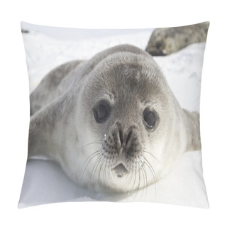 Personality  Weddell Seal Pups On The Ice Of The Antarctic Peninsula 1 Pillow Covers