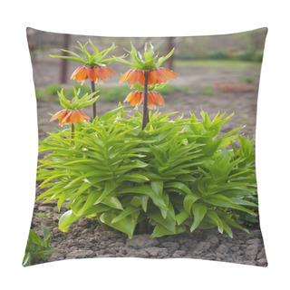 Personality  Blooming Crown Imperial In Spring Garden. Crown Imperial Fritillary Fritillaria Imperialis Flowers. Orange Crown Imperial Flowers Pillow Covers