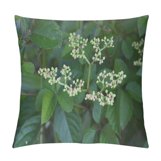 Personality  Bushkiller Flowers. Vitaceae Vine Weed. Pillow Covers