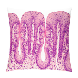Personality  Taste Buds Pillow Covers