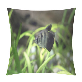 Personality  Gymnocorymbus Ternetzi. Tropische Fische Schwimmen Im Aquarium, The Best Photo Pillow Covers