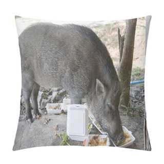 Personality  Young Wild Boar Eating Human Food. Pillow Covers