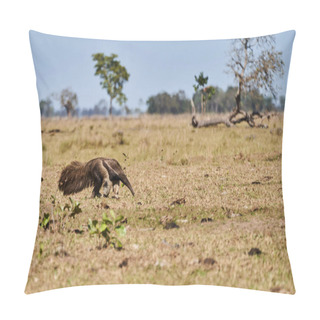 Personality  Giant Anteater Walking Over A Meadow Of A Farm In The Southern Pantanal. Myrmecophaga Tridactyla, Also Ant Bear, Is An Insectivorous Mammal Native To Central And South America. Pillow Covers