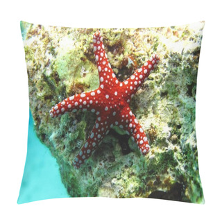 Personality  Ghardaqa Sea Star (Fromia Ghardaqana) Taking In Red Sea, Egypt. Pillow Covers
