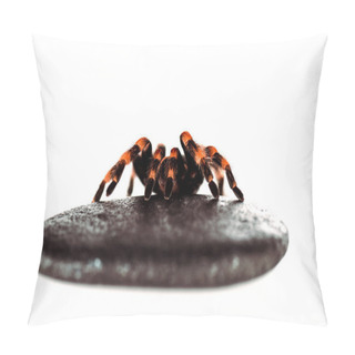 Personality  Black And Red Hairy Spider On Wet Stone Isolated On White Pillow Covers