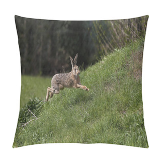 Personality  European Brown Hare, Lepus Europaeus, Adult Running On Grass, Normandy   Pillow Covers