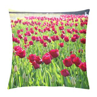 Personality  Mix Of Holland Tulips And Sunny Day Pillow Covers