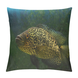 Personality  Big Fish Swims In A Home Aquarium Close-up Pillow Covers